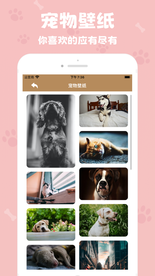 反骨喵咪壁纸app免费版 1.0