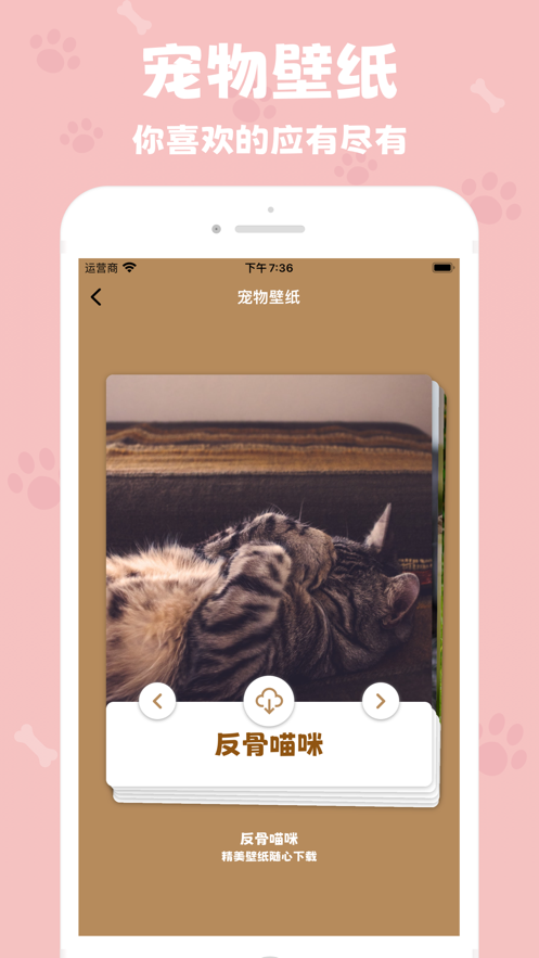 反骨喵咪壁纸app免费版 1.0