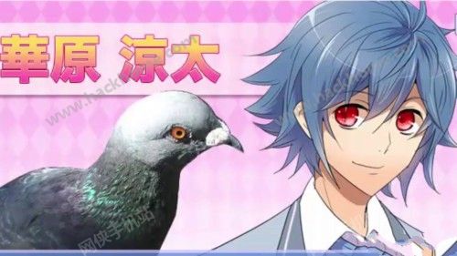 帅鸽男友汉化安卓版（Hatoful Boyfriend） v1.0